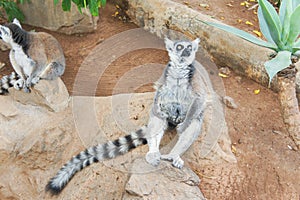 Group of ring tailed Maki Catta lemurs with big orange eyes. Madagascar lemurs