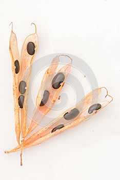 Group of Ripe black beans