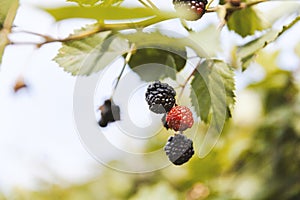 Group of ripe blackberries in orchard