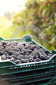 Group of ripe blackberries in orchard