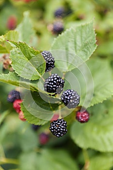 Group of ripe blackberries in orchard
