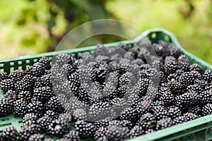 Group of ripe blackberries in orchard