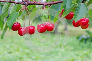 Group of ripe and fresh red cherries hang on cherry trees in Fruit Village or Orchard at Hokkaido, Japan.