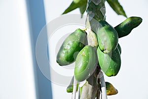 Group of Ripe green papayas on tree