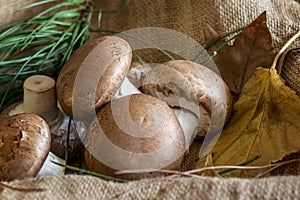 Group of ripe raw champignons with leaves on arpillera photo