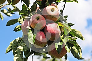 Group of ripe, red apples still on the tree waiting to be picked. Buenos Aires Argentina, hanging fruit