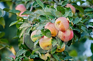 Group of ripe red apples on a tree with green leaves. Organic, healthy fruit growing on an orchard tree branch on