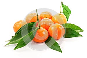 Group of ripe tangerines with green leaves