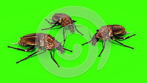Group Roaches Beetle Insects Green Screen 3D Rendering Animation