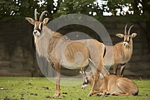 Group Roan antelope, Hippotragus equinus