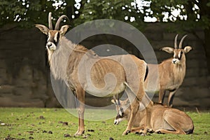 Group Roan antelope, Hippotragus equinus photo