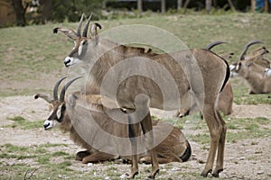 Group Roan antelope, Hippotragus equinus