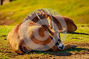 Roan Antelope