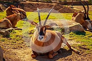 Roan Antelope