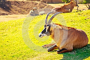 Roan Antelope