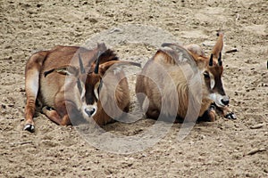 Group Roan antelope