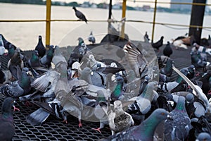 Group of Rock Dove Pigeons eating and feeding with a piece of bread in city