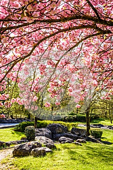 A group of rocks in a public park with a blossoming Japanese cherry tree by a sunny spring day