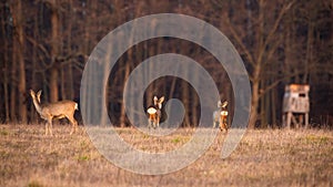 Group of roe deer looking away next to hunting stand