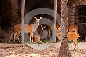 Group of roe deer staring and eating green grass in the shed at chhatbir zoo, India