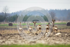 A group of roe deers stands in a field