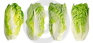 Group of Romaine lettuce hearts in a row, four whole cos lettuce heads photo