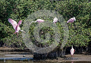 Group of Roseate Spoonbills Coming in to Roost