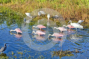 Roseate Spoonbills Foraging In A Swamp, In Formation photo