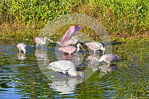 Group Of Roseate Spoonbills Foraging In Water photo