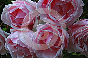 Group of roses in the foreground soaked in the morning dew in beautiful shades of pink with unfocused background