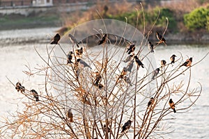 A group of rosy starlings perched on reed of a lake photo