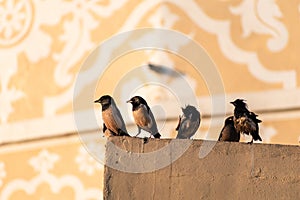 A group of rosy starlings perched on the walls of a palace