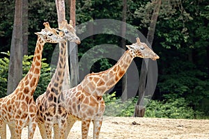 A group of Rothschild`s giraffes Giraffa camelopardalis rothschildi.