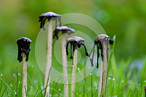 Group of rotting parasol mushrooms. Liquified dark caps