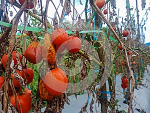 A group of rotting red tomatoes on a dry brown tree