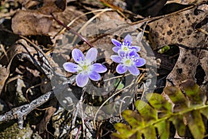 Group of Round-Lobed Hepatica, Anemone americana photo