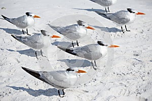 Group of royal terns sea birds stand on sandy Siesta Key beach in Florida photo