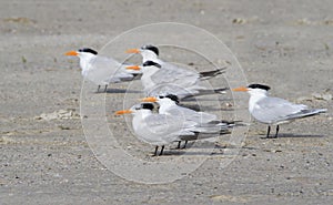 A group of royal terns (Sterna maxima)
