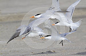 A group of royal terns (Sterna maxima)