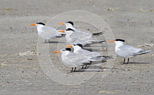 A group of royal terns (Sterna maxima) photo