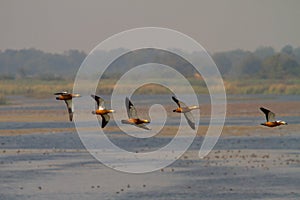 Group Ruddy shelducks