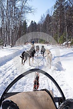 A group of running dogs pulling a sled on the snowy path in a pine forest during cold winter.