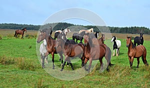 A group of running horses in Ireland