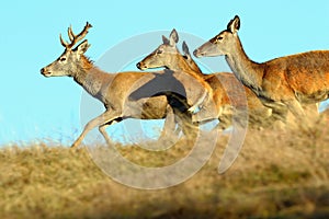 Group of running red deers