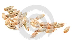 Group of rye grains isolated on white background. Macro