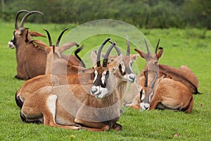 Group of sable antelope