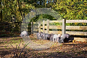 Group of saddleback pig piglets