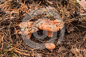 A group of saffron milk cap in the fallen needles and pinecones in the forest, mushroom picking season, selective focus