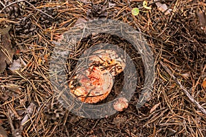 Group of saffron milk cap in fallen needles and pinecones in forest, mushroom picking season, top view
