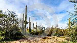Group of Saguaru cactuses standing in a circle among desert shrubs in the winter desert landscape